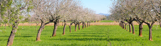 Not all Almond Farms are Created Equal - How We Source Almonds Sustainably at Daily Crunch Snacks