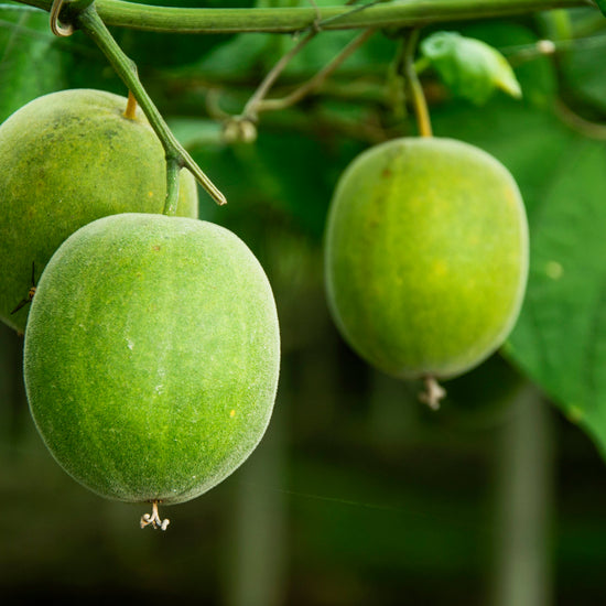 What is monk fruit?